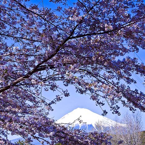 富士川桜